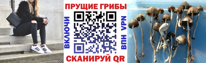 Галлюциногенные грибы Psilocybine cubensis  купить наркотик  Чёрмоз 